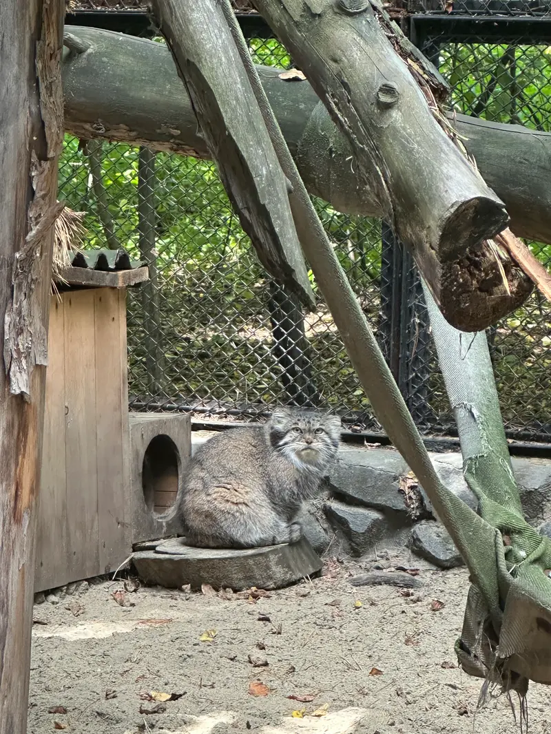 A photograph of Lastochka in Novosibirsk Zoo