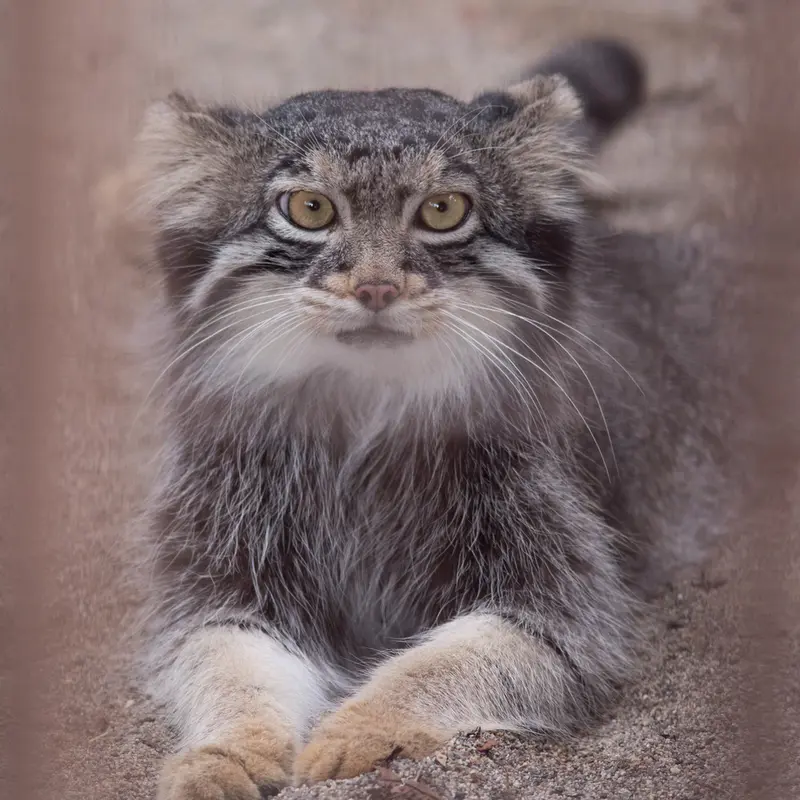 A photograph of Figa in Nogeyama Zoo