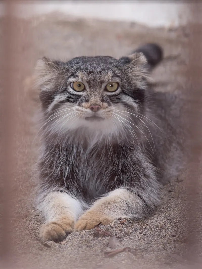 A photograph of Figa in Nogeyama Zoo