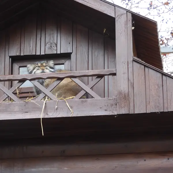 A photograph of Altay in Izhevsk Zoo (Udmurt Zoo)