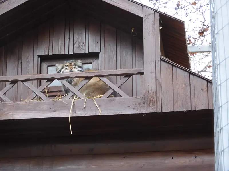 A photograph of Altay in Izhevsk Zoo (Udmurt Zoo)