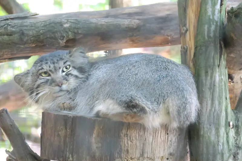 A photograph of Ariunaa in Brno Zoo