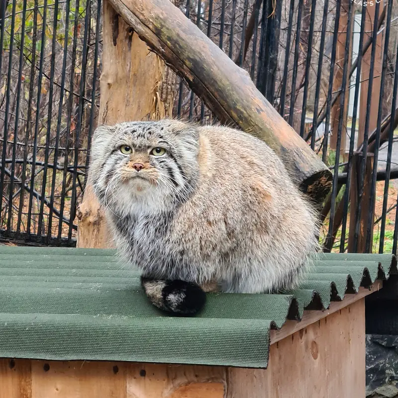 A photograph of Son of Eve 2023 Ⅳ in Novosibirsk Zoo