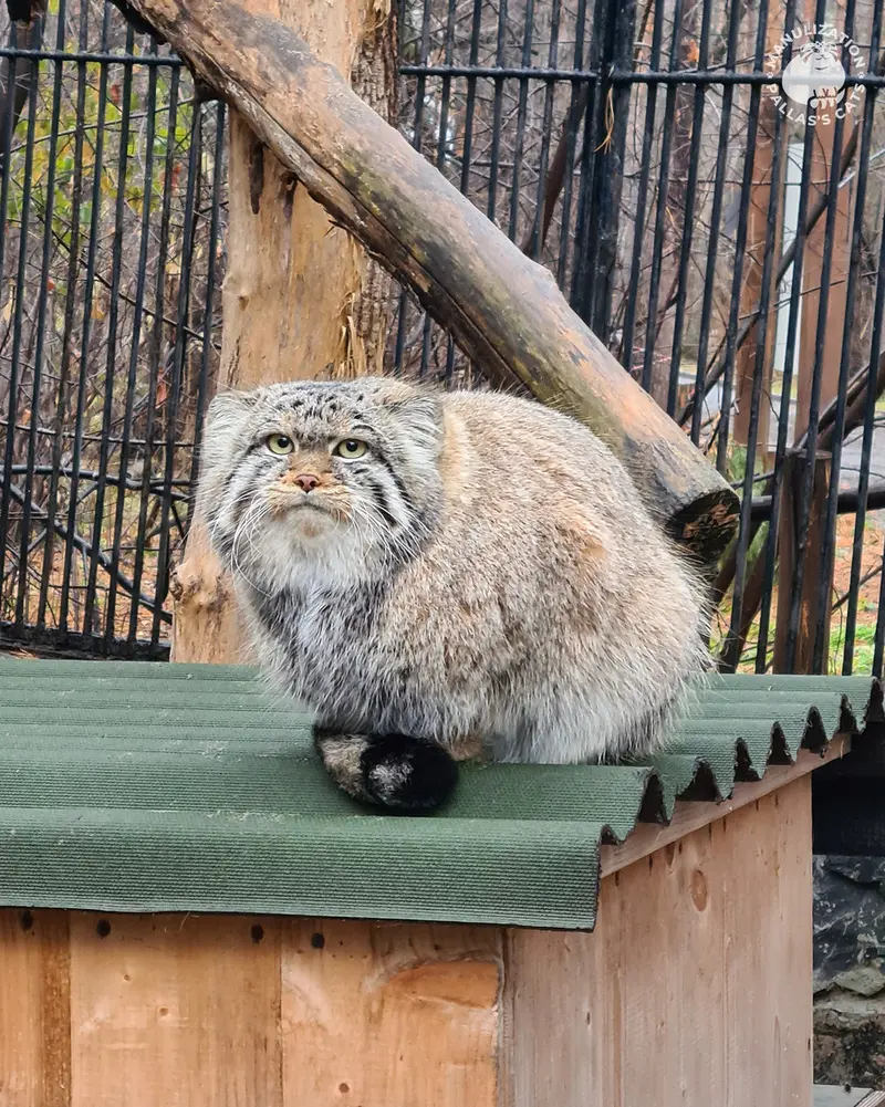 A photograph of Son of Eve 2023 Ⅳ in Novosibirsk Zoo