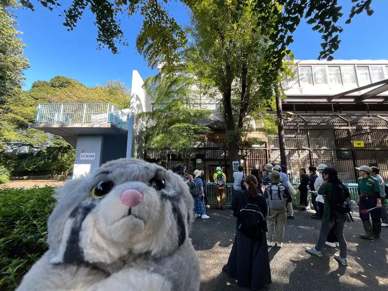 A photograph of a Pallas's cat in Nogeyama Zoo