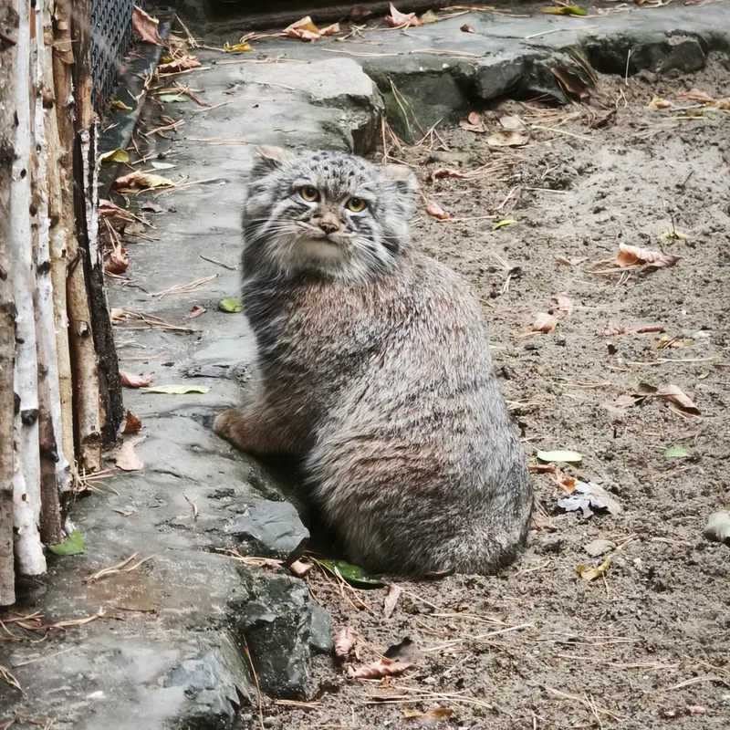 A photograph of Son of Adele b.2026 Ⅲ in Novosibirsk Zoo