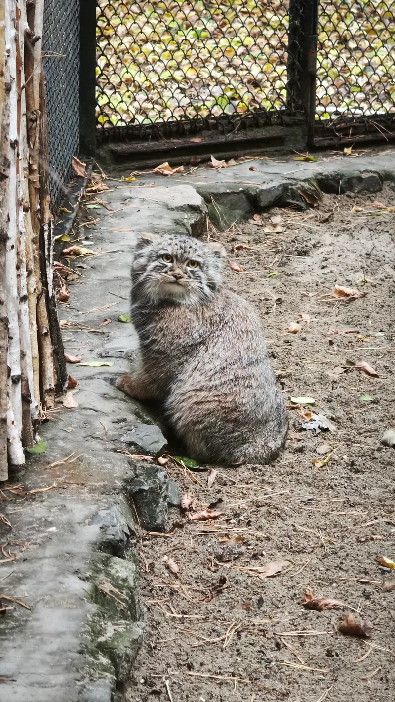 A photograph of Son of Adele b.2026 Ⅲ in Novosibirsk Zoo