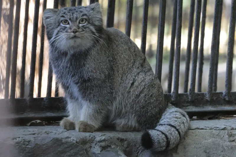 A photograph of Katun in Novosibirsk Zoo
