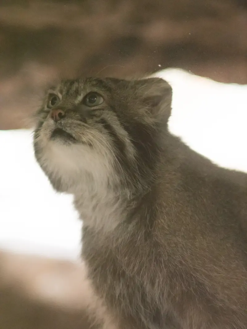 A photograph of Klyon in Ueno Zoological Gardens