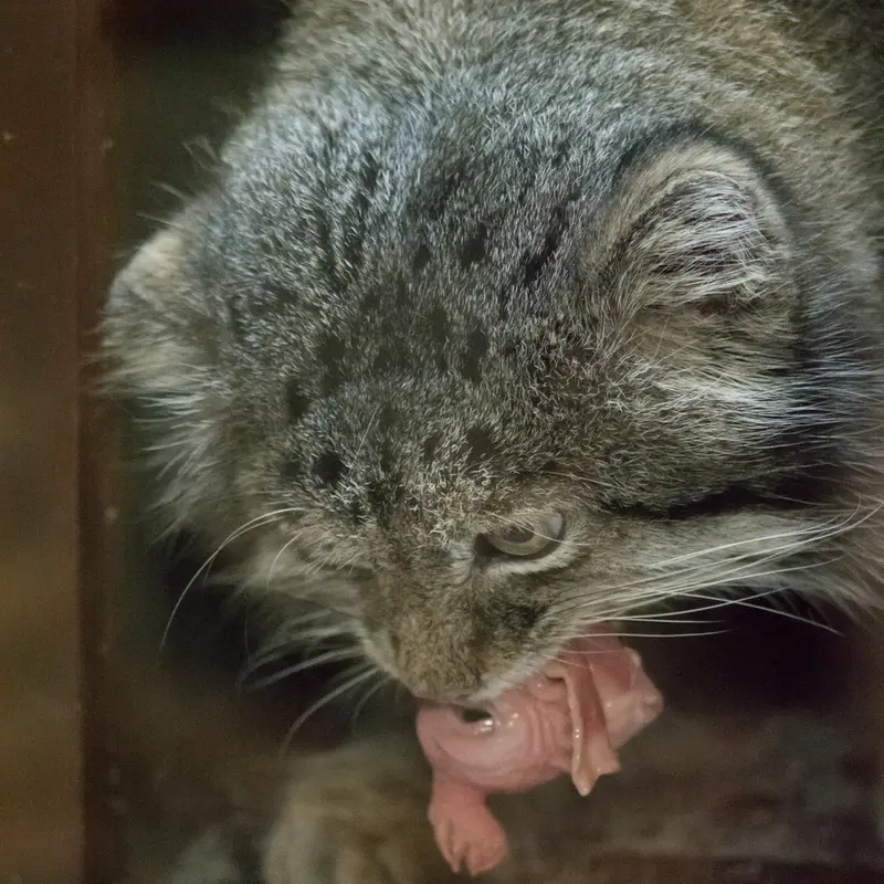 A photograph of Klyon in Ueno Zoological Gardens