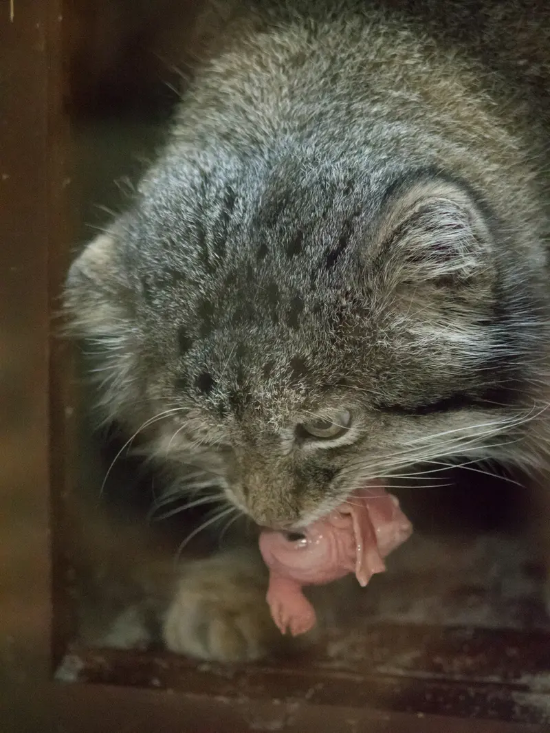 A photograph of Klyon in Ueno Zoological Gardens