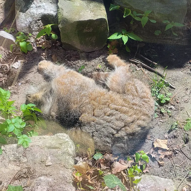 A photograph of Pazzo in Łódź Zoo
