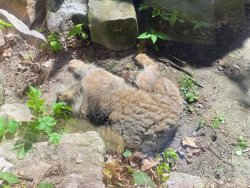 A photograph of Pazzo in Łódź Zoo