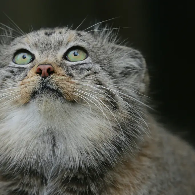 A photograph of Jethro in The Big Cat Sanctuary