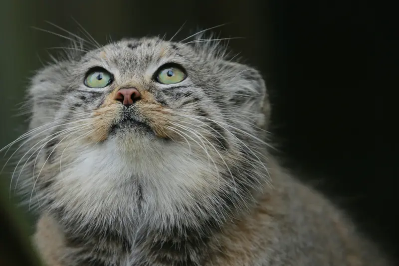 A photograph of Jethro in The Big Cat Sanctuary