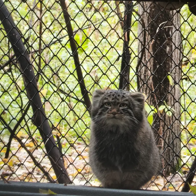 A photograph of Son of Adele b.2026 Ⅰ in Novosibirsk Zoo