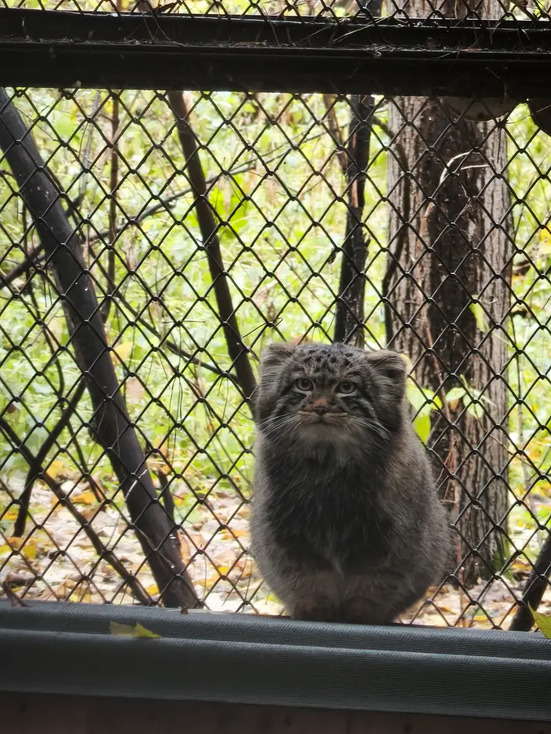 A photograph of Son of Adele b.2026 Ⅰ in Novosibirsk Zoo