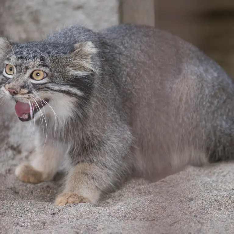 A photograph of Figa in Nogeyama Zoo