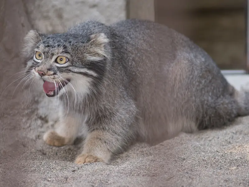 A photograph of Figa in Nogeyama Zoo