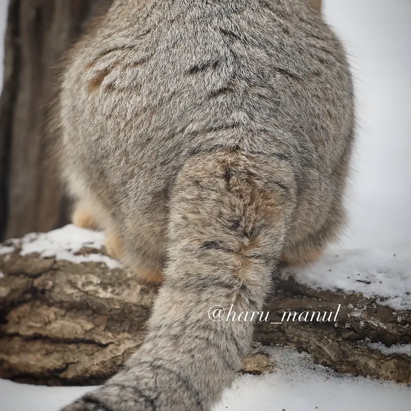 A photograph of Nagomu in Nasu Animal Kingdom