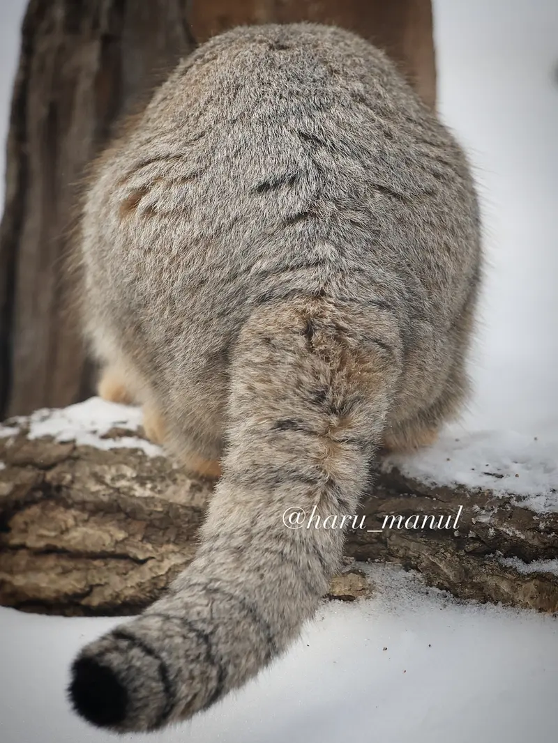 A photograph of Nagomu in Nasu Animal Kingdom