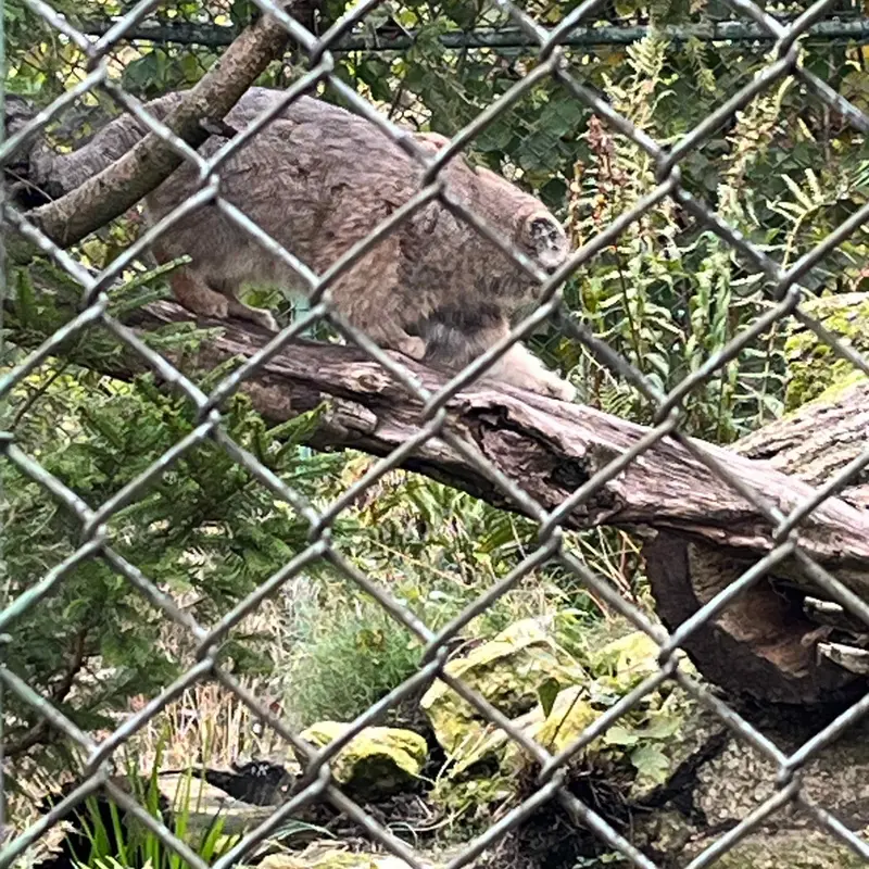 A photograph of a Pallas's cat