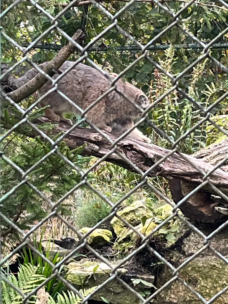 A photograph of a Pallas's cat