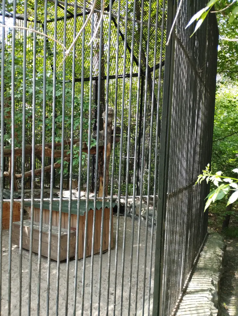 A photograph of a Pallas's cat in Novosibirsk Zoo