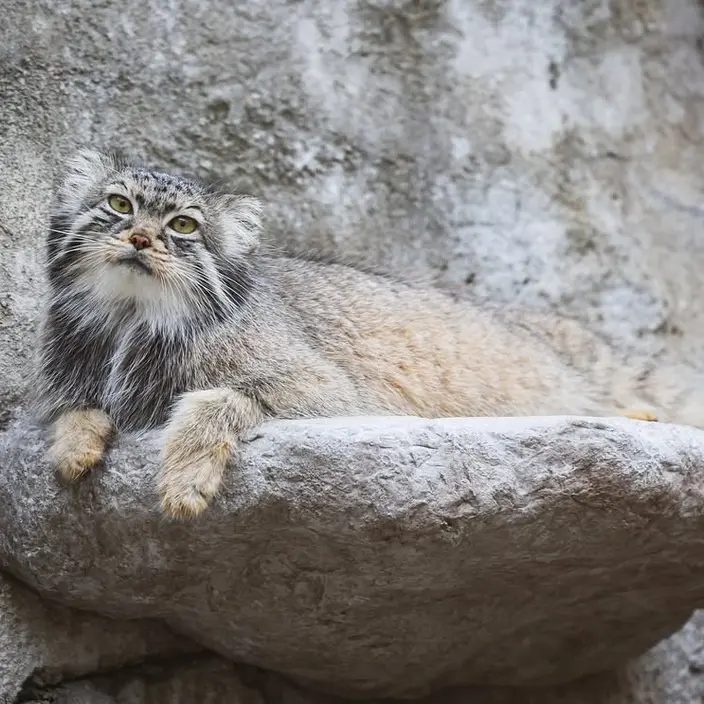 A photograph of Tiina in Columbus Zoo and Aquarium