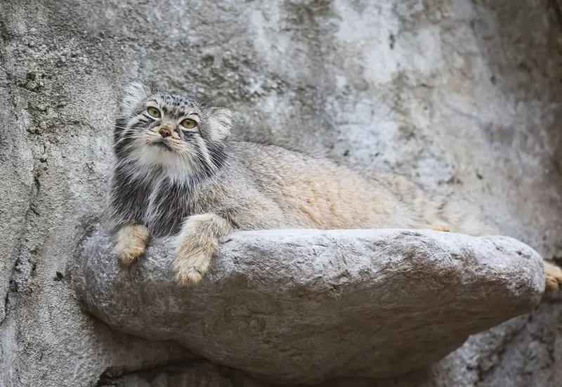 A photograph of Tiina in Columbus Zoo and Aquarium