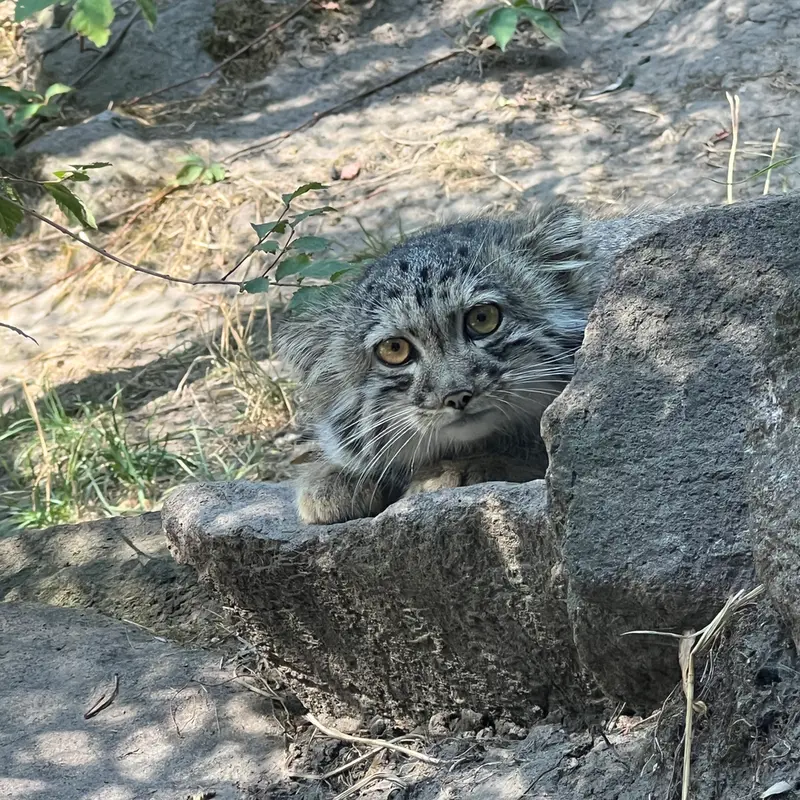 A photograph of Boris Ⅱ in Budapest Zoo & Botanical Garden