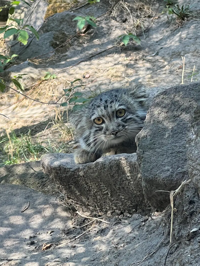 A photograph of Boris Ⅱ in Budapest Zoo & Botanical Garden