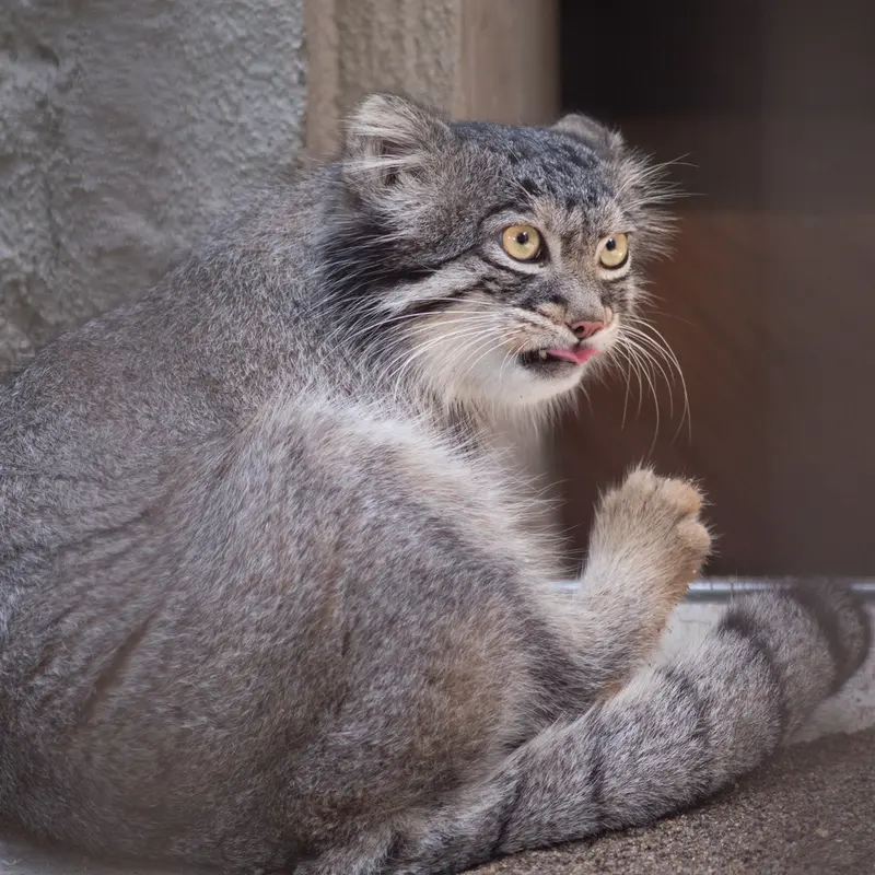 A photograph of Figa in Nogeyama Zoo