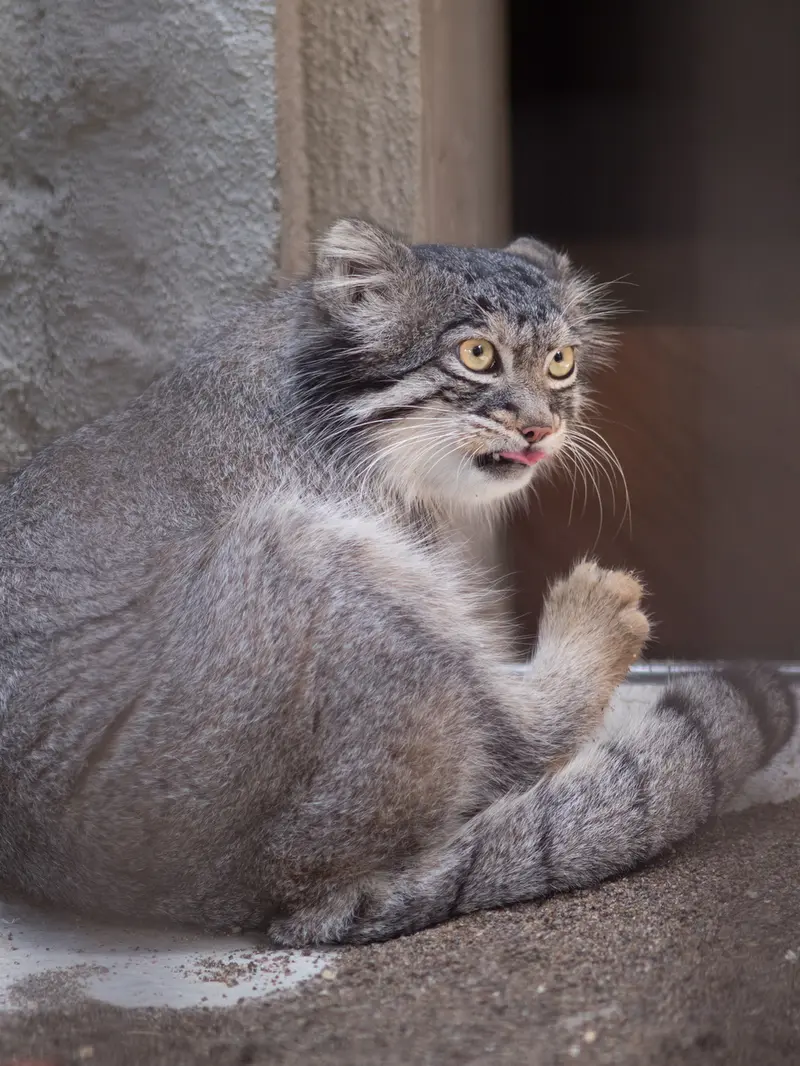 A photograph of Figa in Nogeyama Zoo