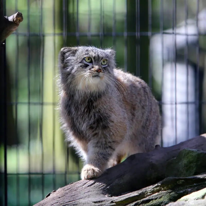 A photograph of Tsas in Kraków Zoo