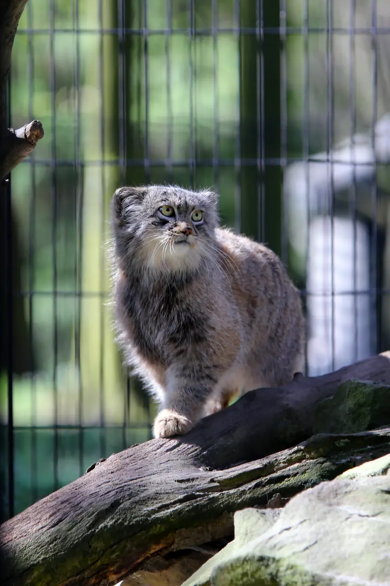 A photograph of Tsas in Kraków Zoo