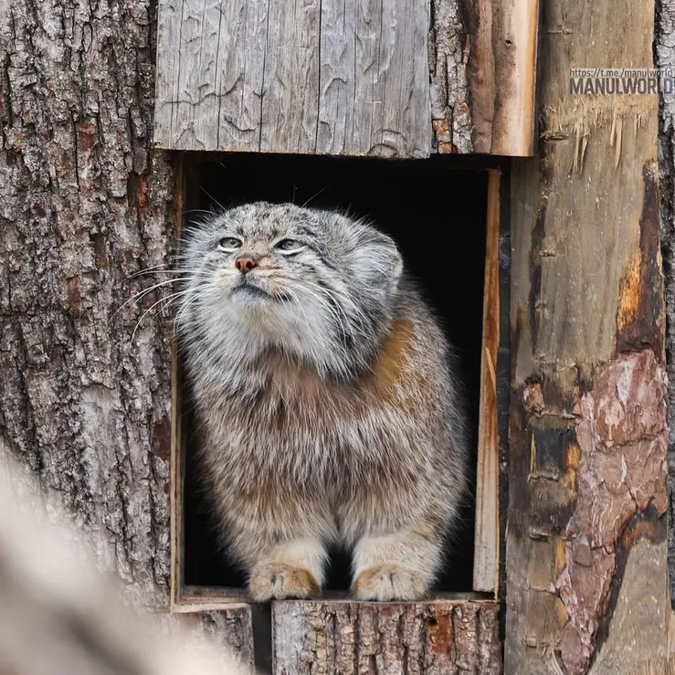 A photograph of Kai in Red River Zoo