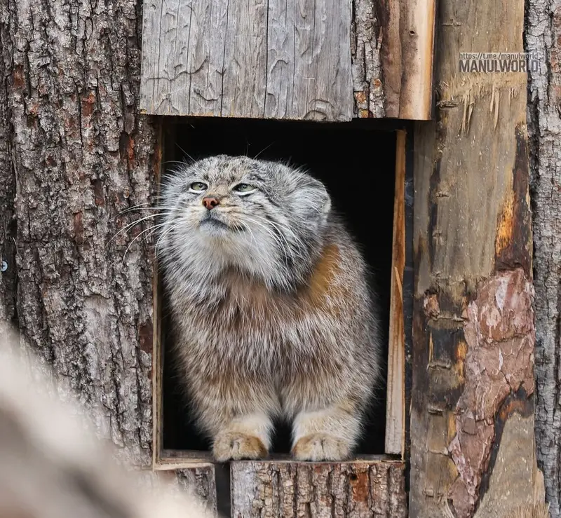 A photograph of Kai in Red River Zoo