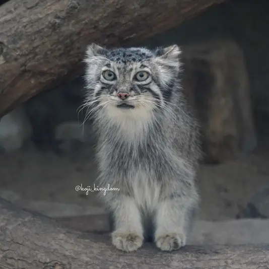 A photograph of Oto in Kobe Animal Kingdom