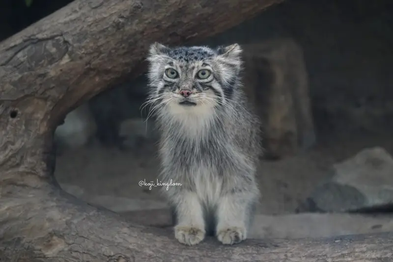 A photograph of Oto in Kobe Animal Kingdom