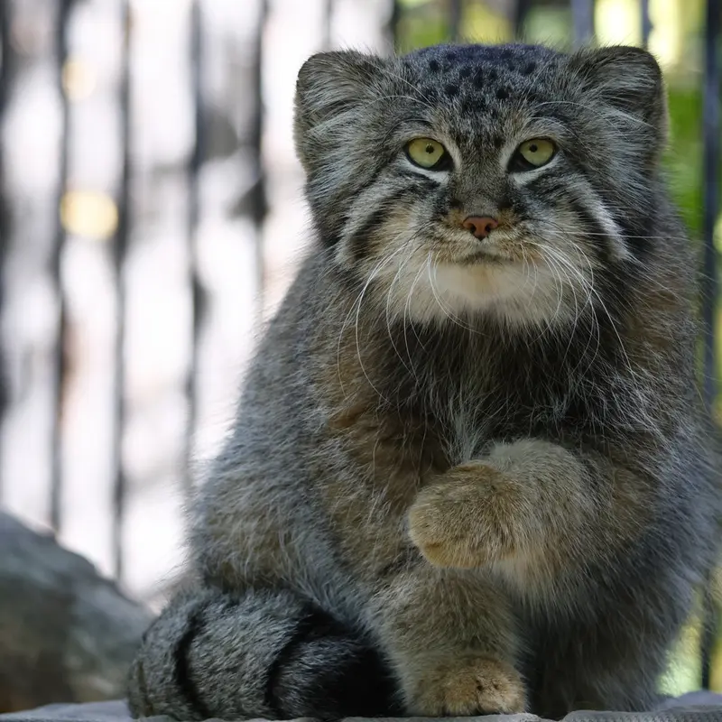 A photograph of Sylvester in Novosibirsk Zoo
