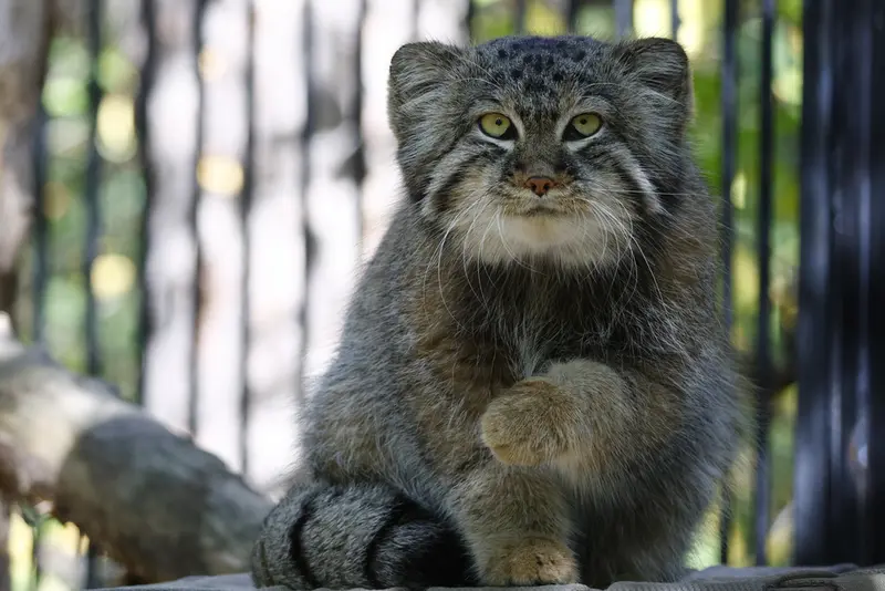 A photograph of Sylvester in Novosibirsk Zoo