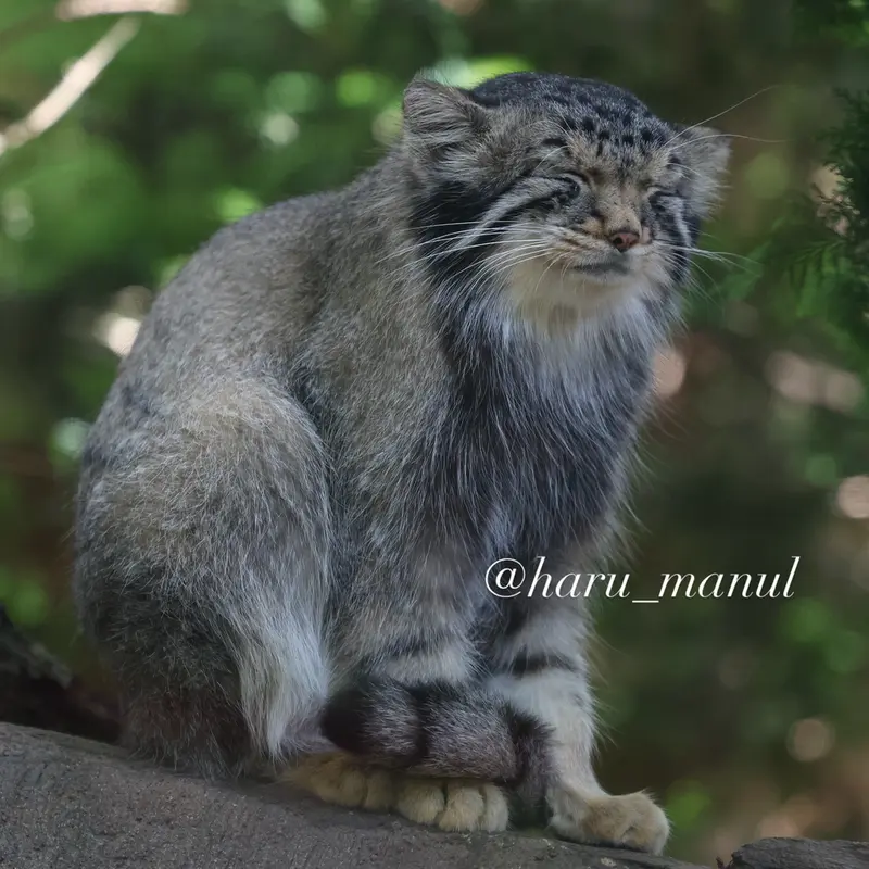 A photograph of Nagomu in Nasu Animal Kingdom