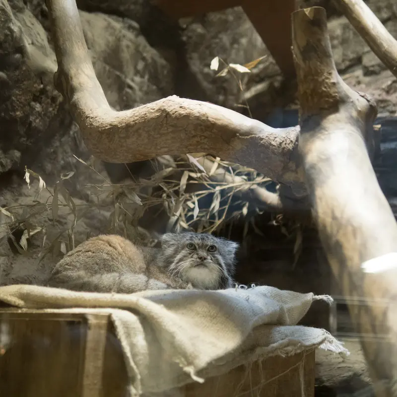 A photograph of Klyon in Ueno Zoological Gardens