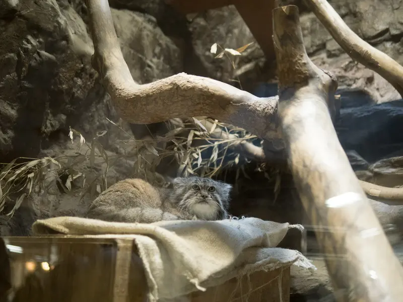 A photograph of Klyon in Ueno Zoological Gardens