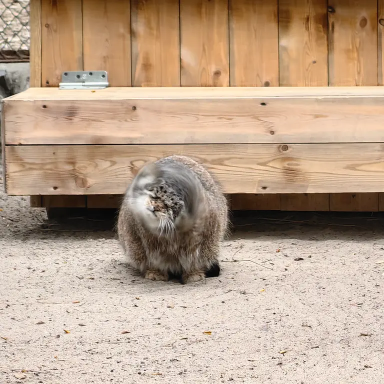 A photograph of Mia in Novosibirsk Zoo