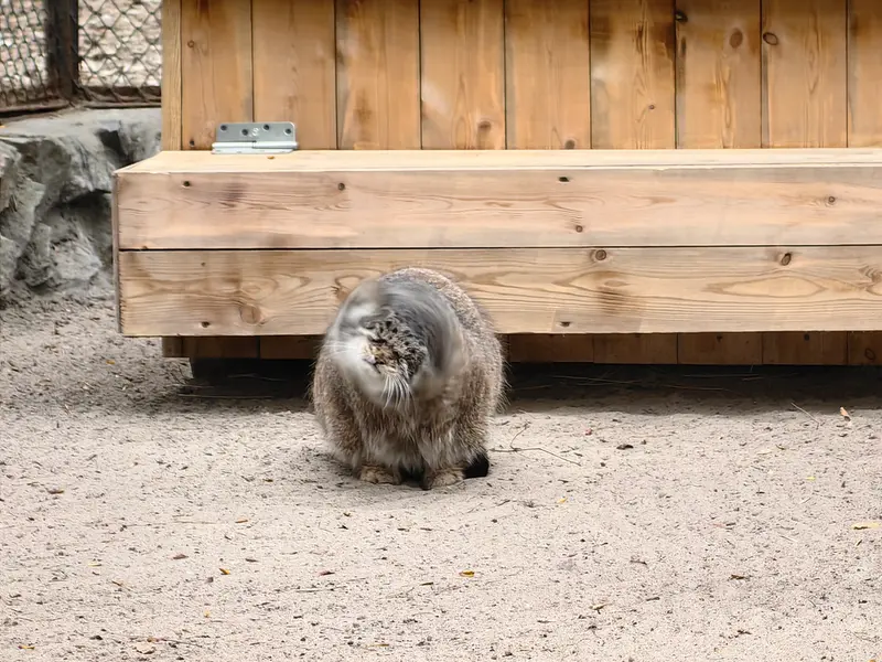 A photograph of Mia in Novosibirsk Zoo