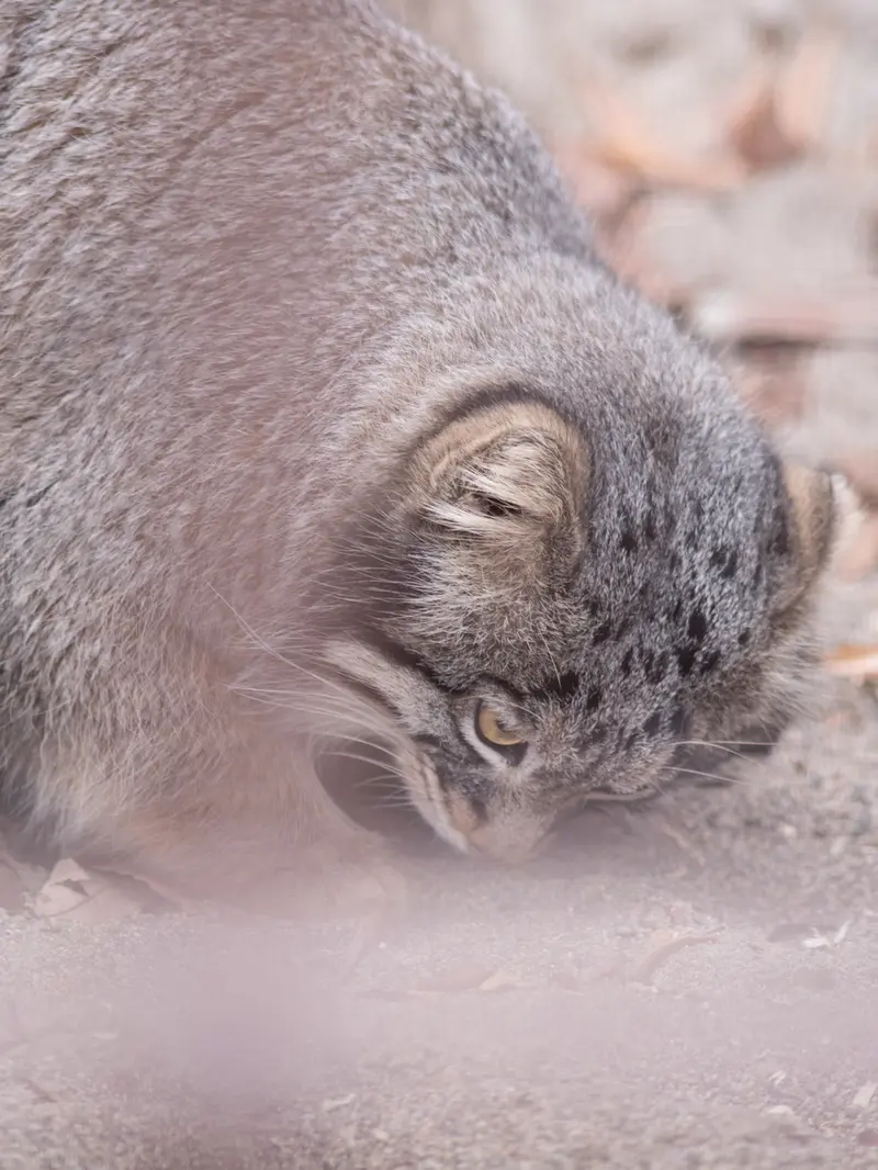 A photograph of Figa in Nogeyama Zoo