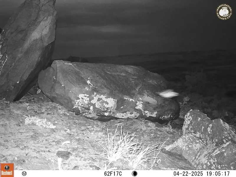 A photograph of a Pallas&#039;s cat from Koshkar camera trap