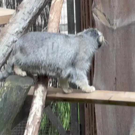 A photograph of a Pallas's cat in Tallinn Zoo